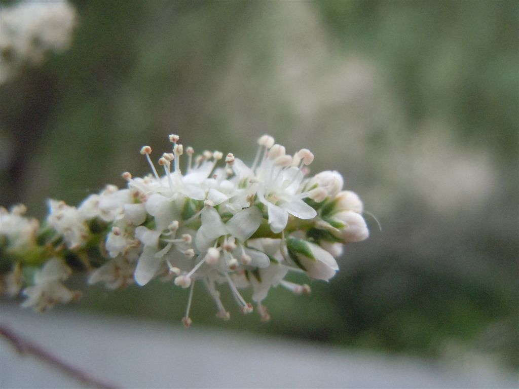 Albero da identificare:  Tamarix cfr. gallica  (Caryophyllales - Tamaricaceae)